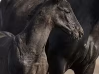 Pastuv, Trakehner — fotografija 4