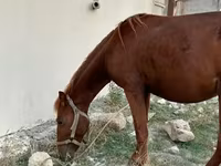 Pastuv, Karabakh horse — fotografija 4