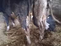 公牛, Russian Black pied cattle — 照片 3