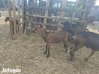 公山羊, Goats — 照片 8