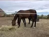 Aygʻir, Hungarian horse breed — 6-rasm