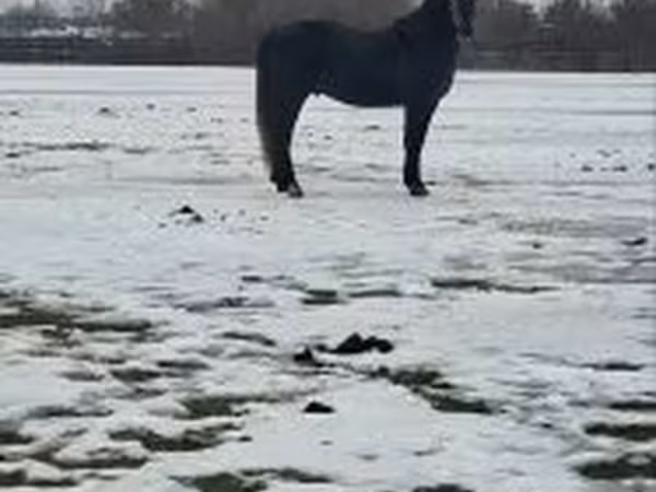 Koń, Lipizzaner