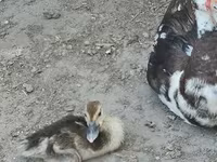 pato criollo doméstico — foto 6