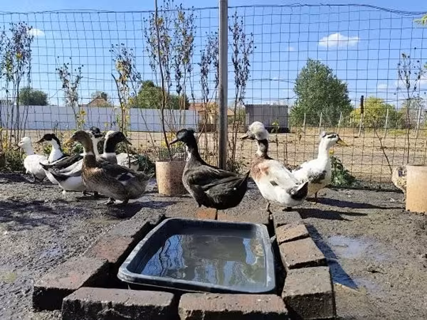 Хохлата