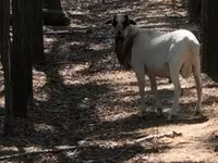 Carneiro, Cameroon sheep — foto 1