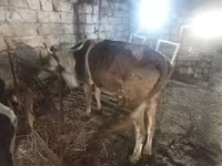 Cow, Simmental cattle — photo 2