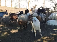 Cabras (lote, sexo não especificado), Cabras — foto 2
