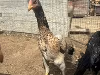 Chickens — Foto 1