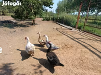 Ducks — 照片 4
