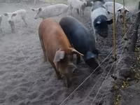 Säue, Schweine — Foto 2