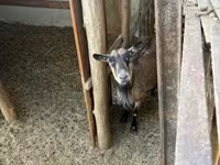 Cabro, Cabras — foto 5