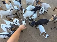 Goat, Nigerian dwarf goats — photo 5