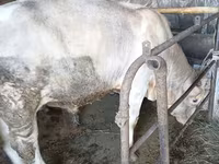 Bik, Swiss cattle — fotografija 5