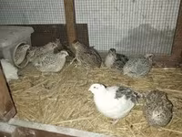 Quails — zdjęcie 3