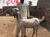 Goats (batch, sex not specified), Najdi goat — photo 4