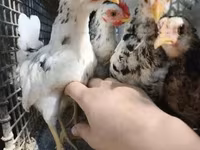 Chickens — zdjęcie 5