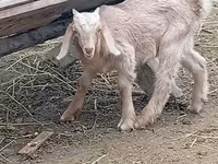 Ziegenbock, Damask goat — Foto 2