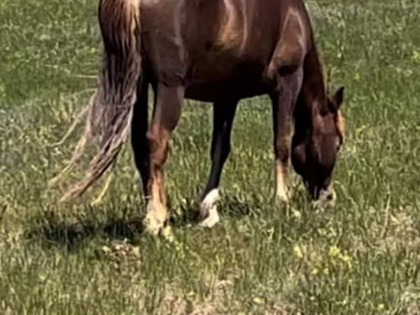 Бие, Kazakh horse