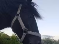 公马, Hucul pony — 照片 2