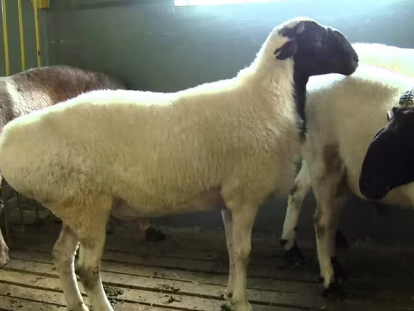 Ovan, Suffolk sheep