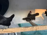Chickens — zdjęcie 2
