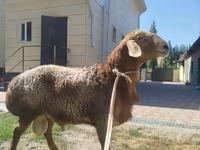 मेढ़ा, Rhon sheep — फ़ोटो 2