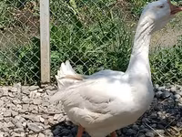 Geese — photo 6