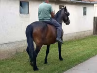 Égua, Cavalos — foto 2