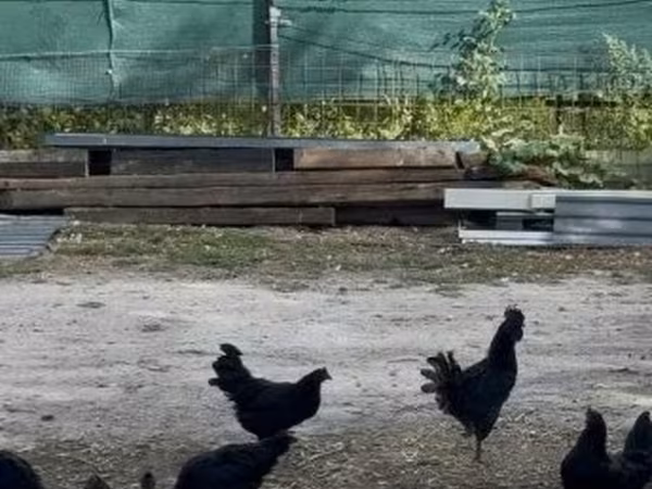 Ayam Cemani — Hongrie