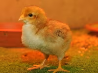 Hy-Line — zdjęcie 1