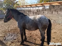 Horse (M), Appaloosa — photo 2