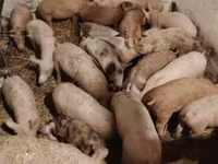 Świnie (partia, płeć nieokreślona) — zdjęcie 2