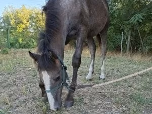 Cavalo, Cavalos
