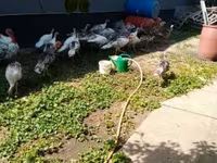 Turkeys — photo 3
