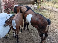 Bode, Nubian Goat — foto 4