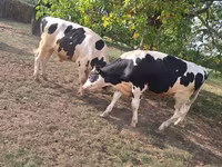 Bik, Russian Black pied cattle — fotografija 1