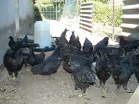 Ayam Cemani — Foto 4