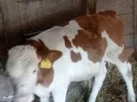 Byk, Węgierska szara rasa — zdjęcie 3