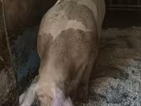 Säue, Schweine — Foto 5