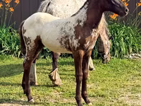 Kobila, Appaloosa — fotografija 1