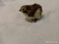Quails — zdjęcie 1