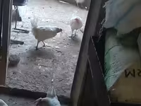 Chickens — fotografija 1