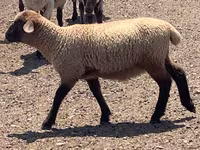 Ovan, Hampshire sheep — fotografija 6