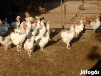 Chickens — Foto 1