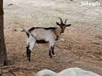 تيس, الماعز — الصورة 1