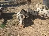 Porcs (lot, sexe non indiqué), Porcs — photo 2