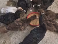 Chickens — fotografija 2