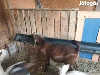 Ziegenbock, Boer goat — Foto 1