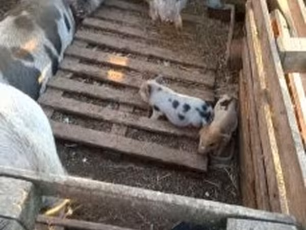 公猪, Вьетнамская вислобрюхая