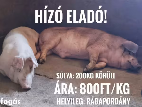 Knur, Świnie
